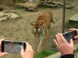 a man taking a picture of a tiger