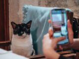 Adorable black and white cat sitting on a chair with a blue blanket indoors.