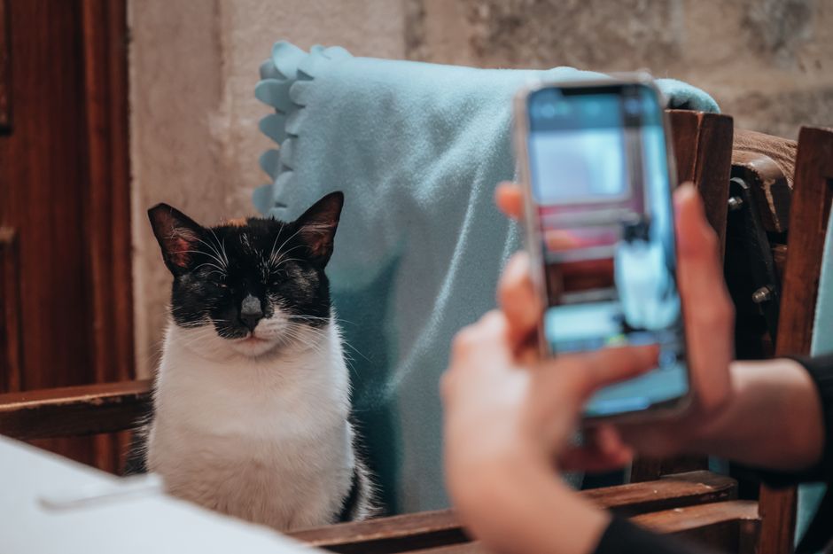 Jak przygotować smartfon do fotografowania zwierząt domowych: Porady i aplikacje do łapania idealnych ujęć pupili (Android i iOS)?