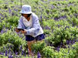 A woman in a lavender field taking photos with her smartphone, surrounded by vibrant purple flowers.